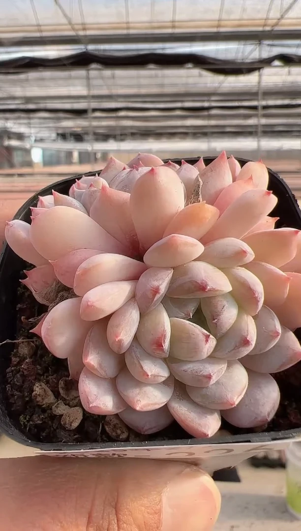 【闪购商品】新款多肉-226