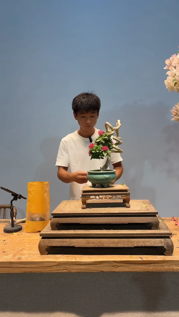 无花朵aa三角梅专场一物一拍54