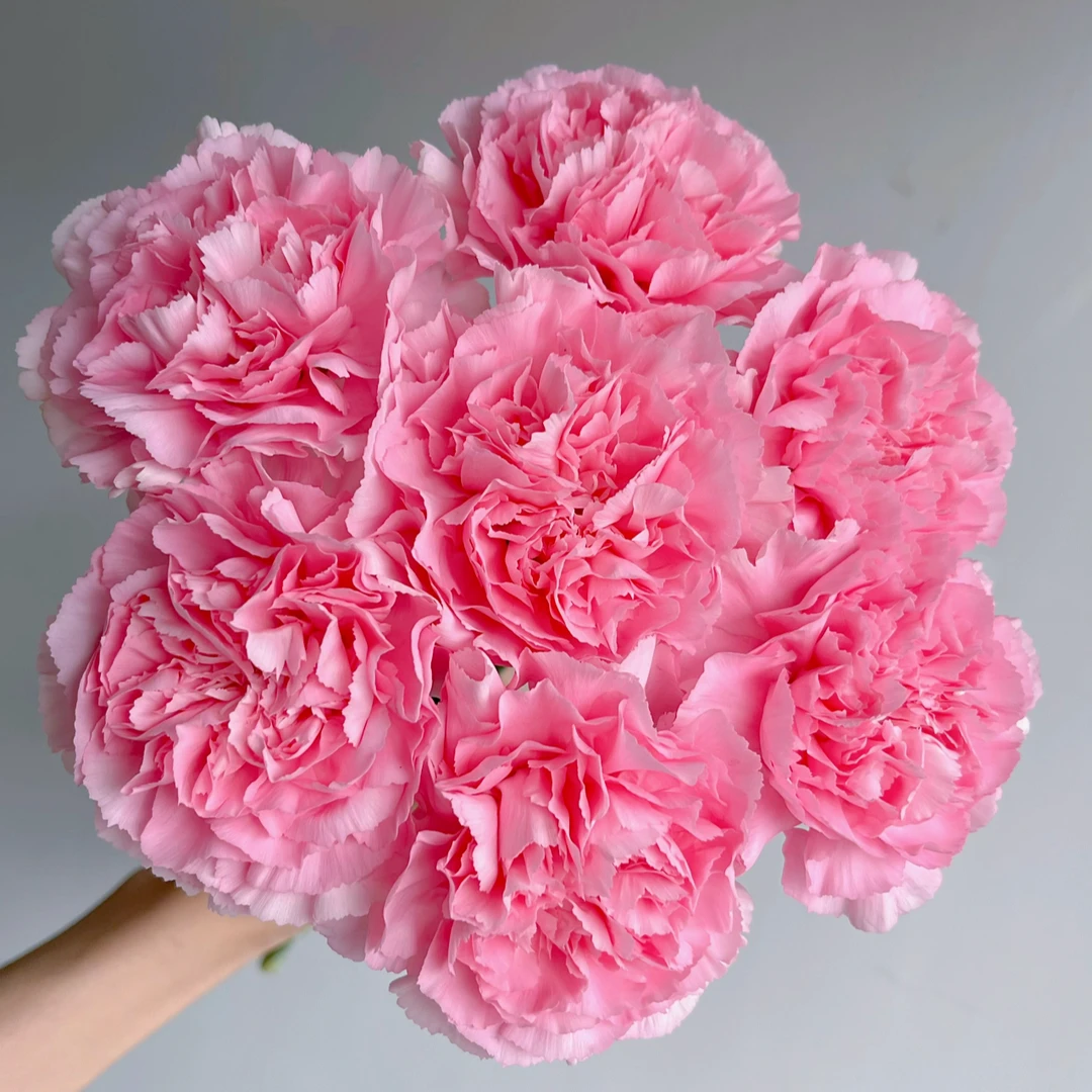 【云舍鲜花】粉钻单头康乃馨装饰客厅鲜切到手15支装单头50CM或以上