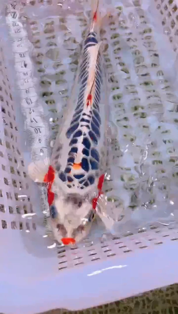 锦鲤冷水观赏鱼全场包邮128