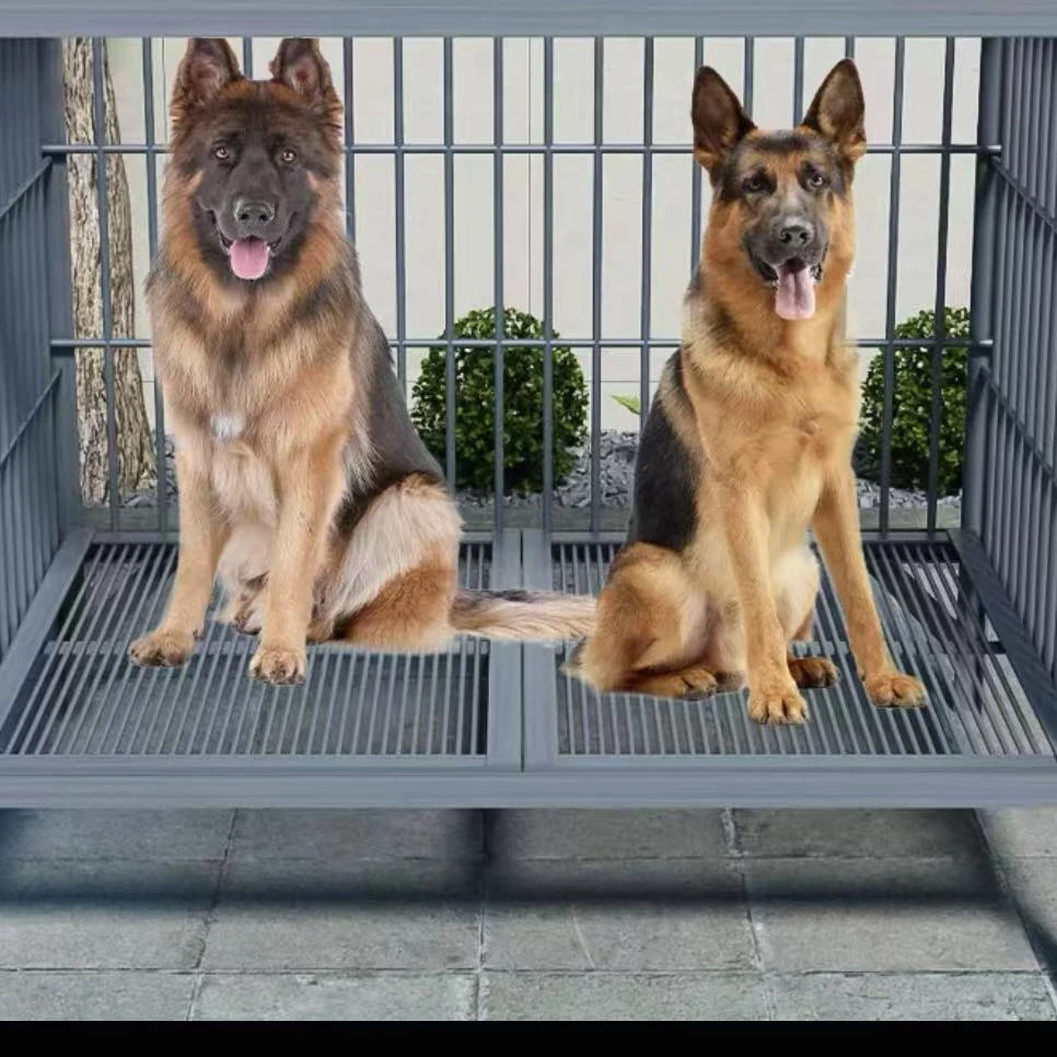 武安小贾犬舍狗狗专用链接，一物一拍，以直播讲解为主