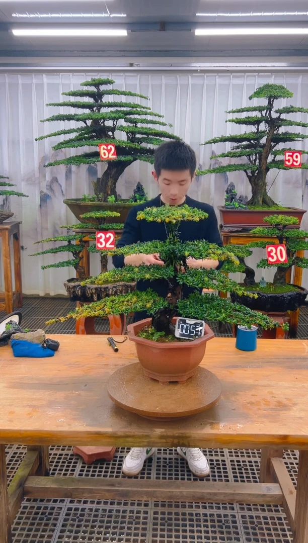 无花朵精品盆景直播间一物一拍