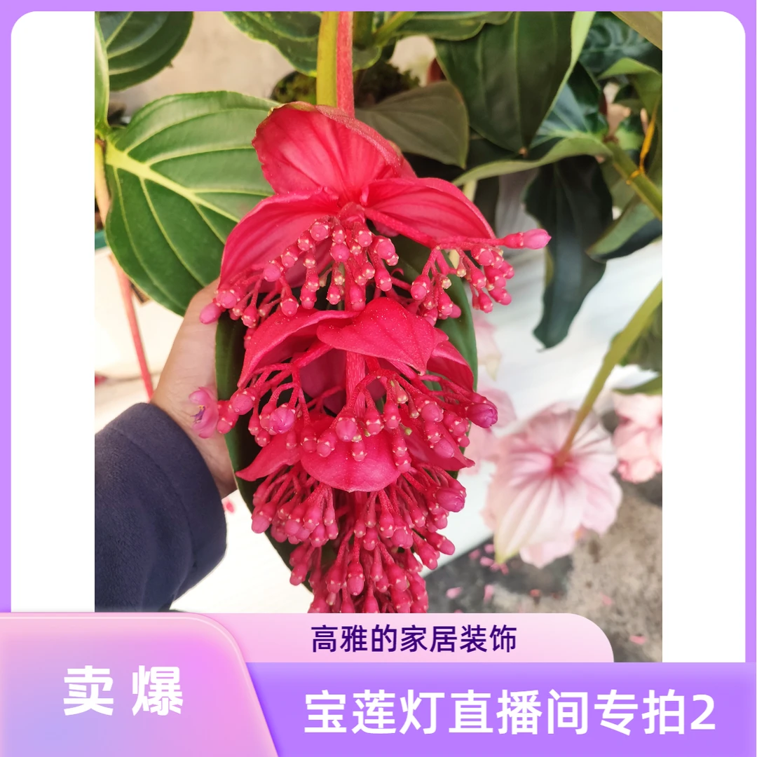 宝莲灯直播间专拍2（仅直播间一物一拍）