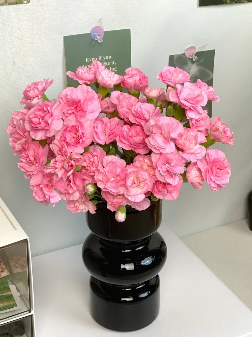 粉色多头康乃馨1扎 包邮【1单中通 2单顺丰京东】云南鲜花