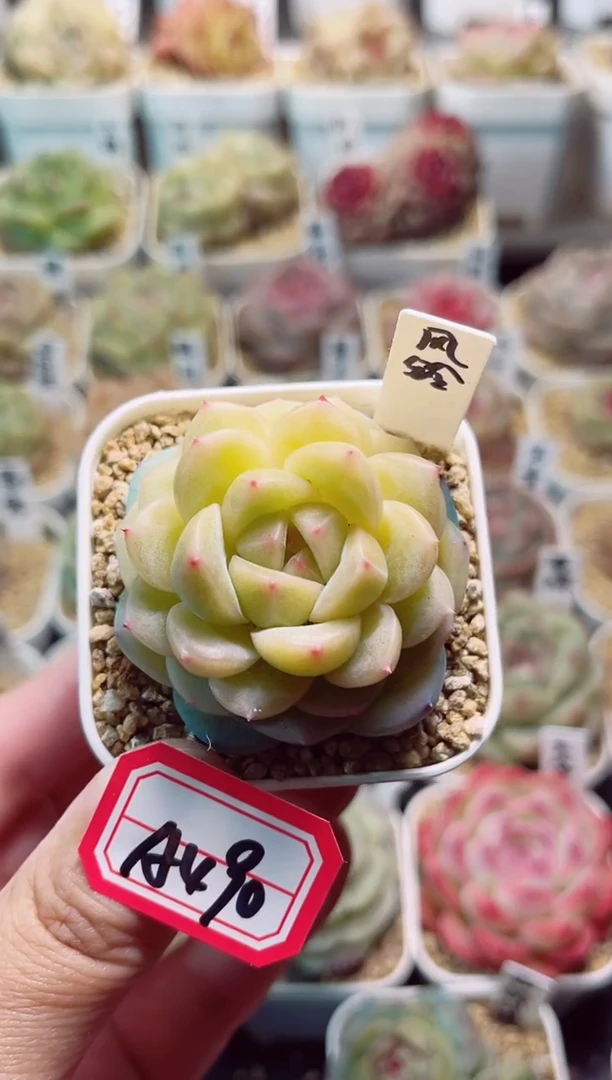 【闪购商品】A490风铃一物一拍