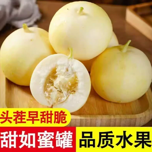 山东头茬早甜脆甜瓜星甜小蜜蜂蜜罐脆瓜新鲜脆瓜水果整箱包邮