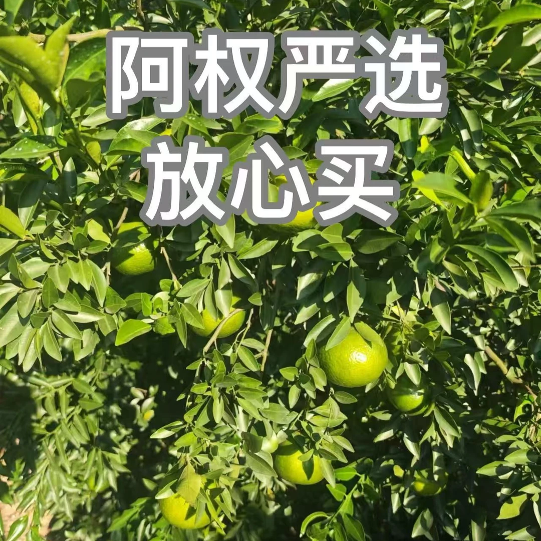 《阿权专享》新疆 吐鲁番 藏雪灵参 拍一发六到手1500g 罐装