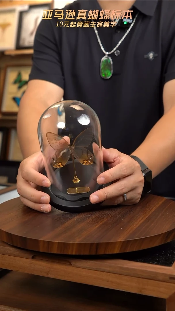 黄晶眼蝶小号玻璃罩