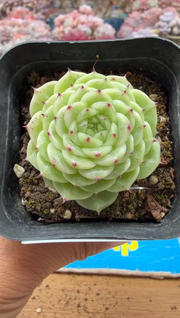 东云多肉园二店-227