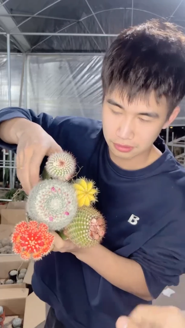 【闪购商品】5色球组合【嫁接】