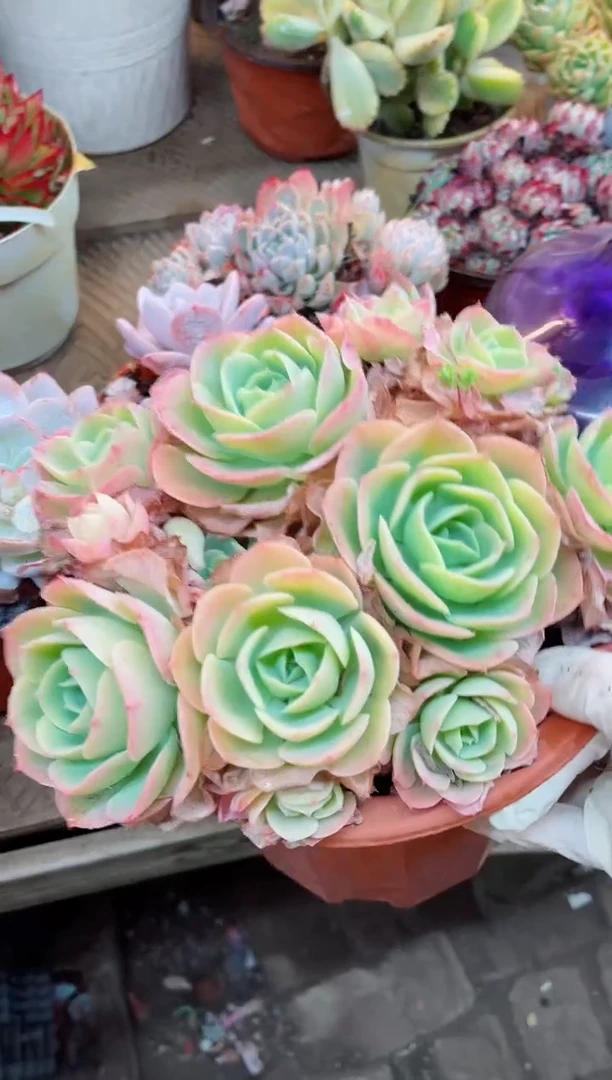 【闪购商品】21024