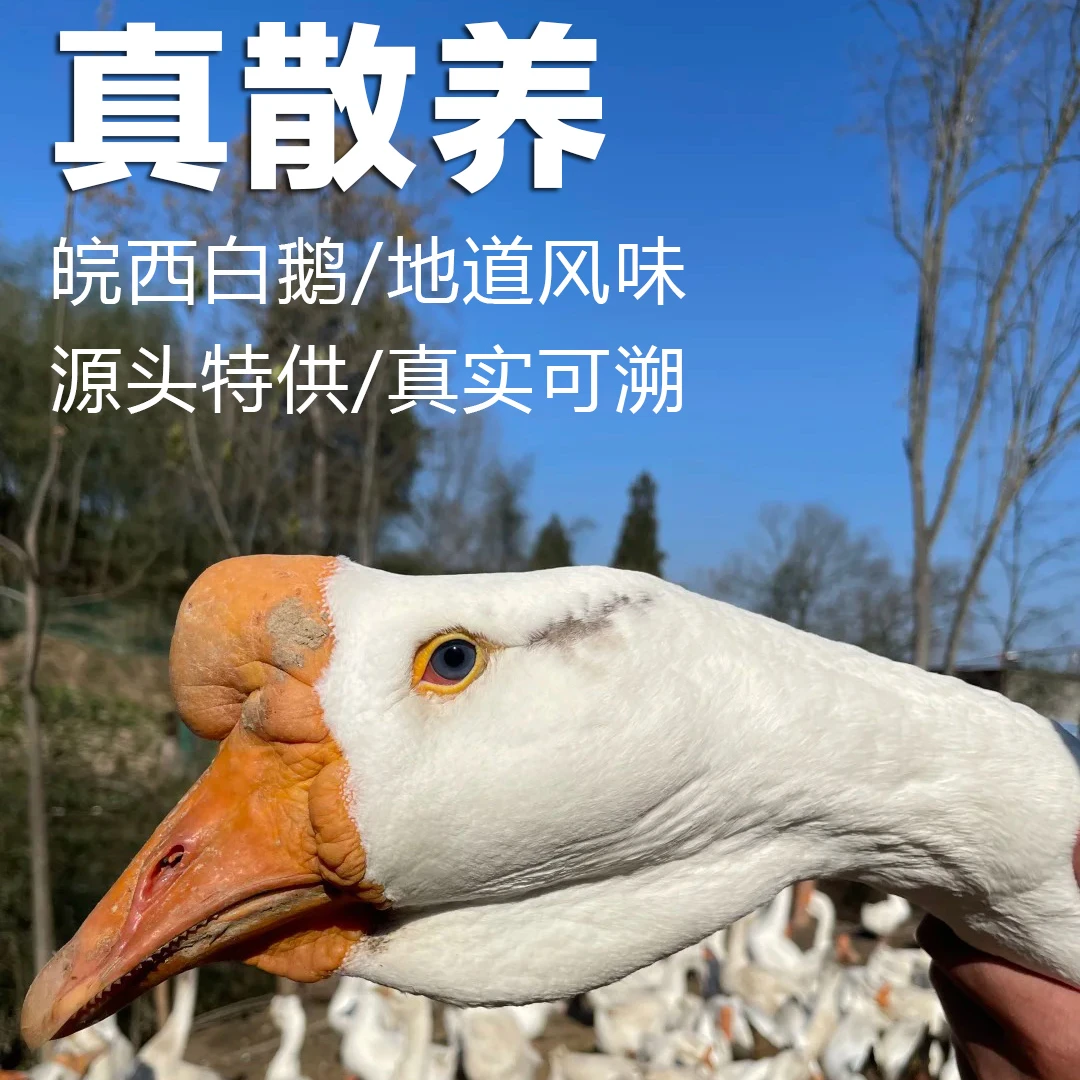 皖西大白鹅咸鹅农家散养稻田老鹅手工腌制腊鹅安徽风干鹅腊鹅