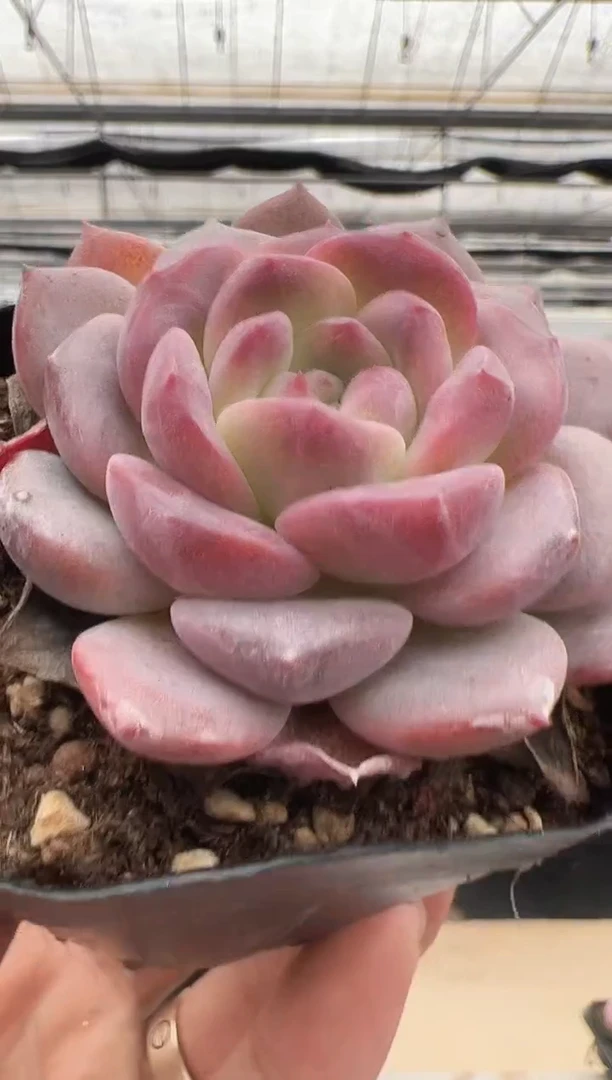 【闪购商品】福利款多肉-55