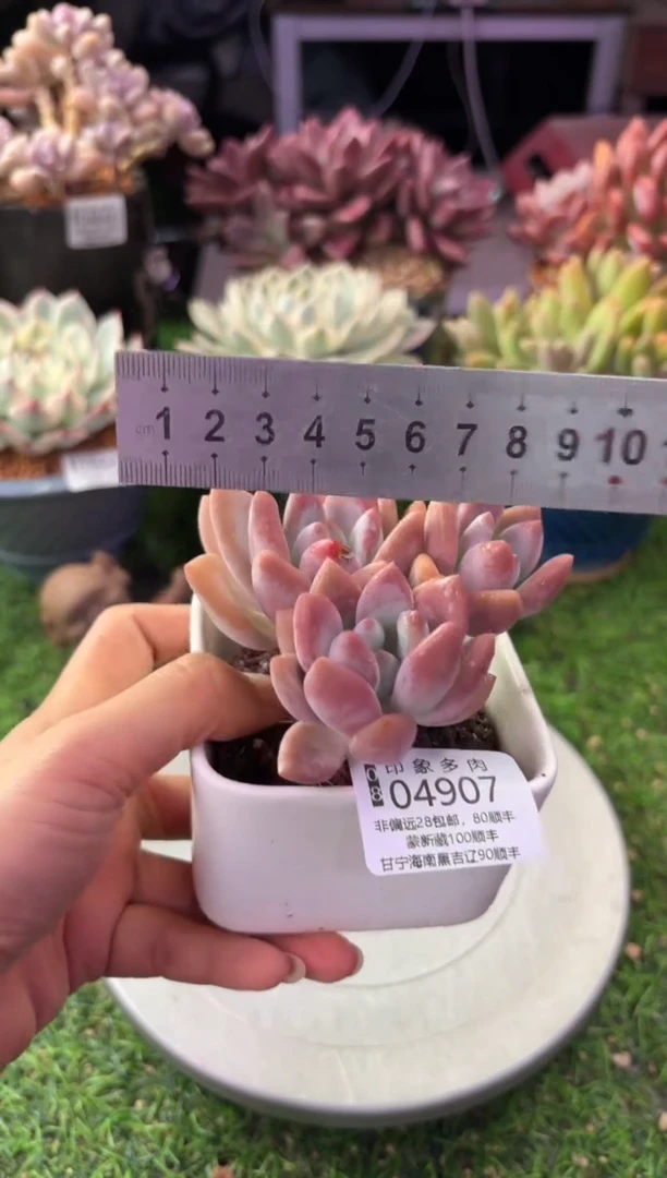 昆明印象多肉04907