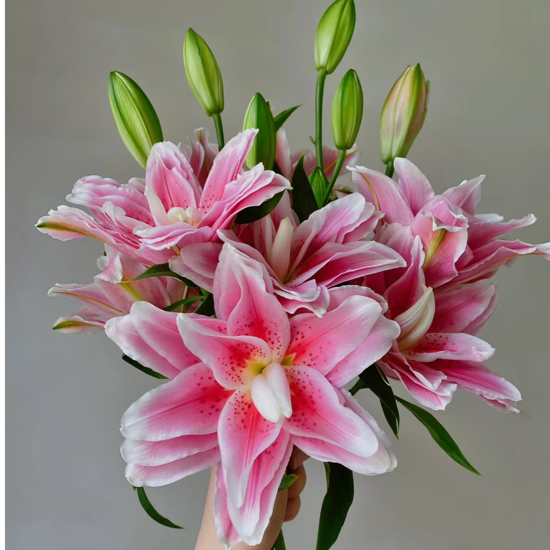 （西亚拉）重瓣香水百合产地直发黑吉辽蒙京津冀包邮鲜切花真花插花