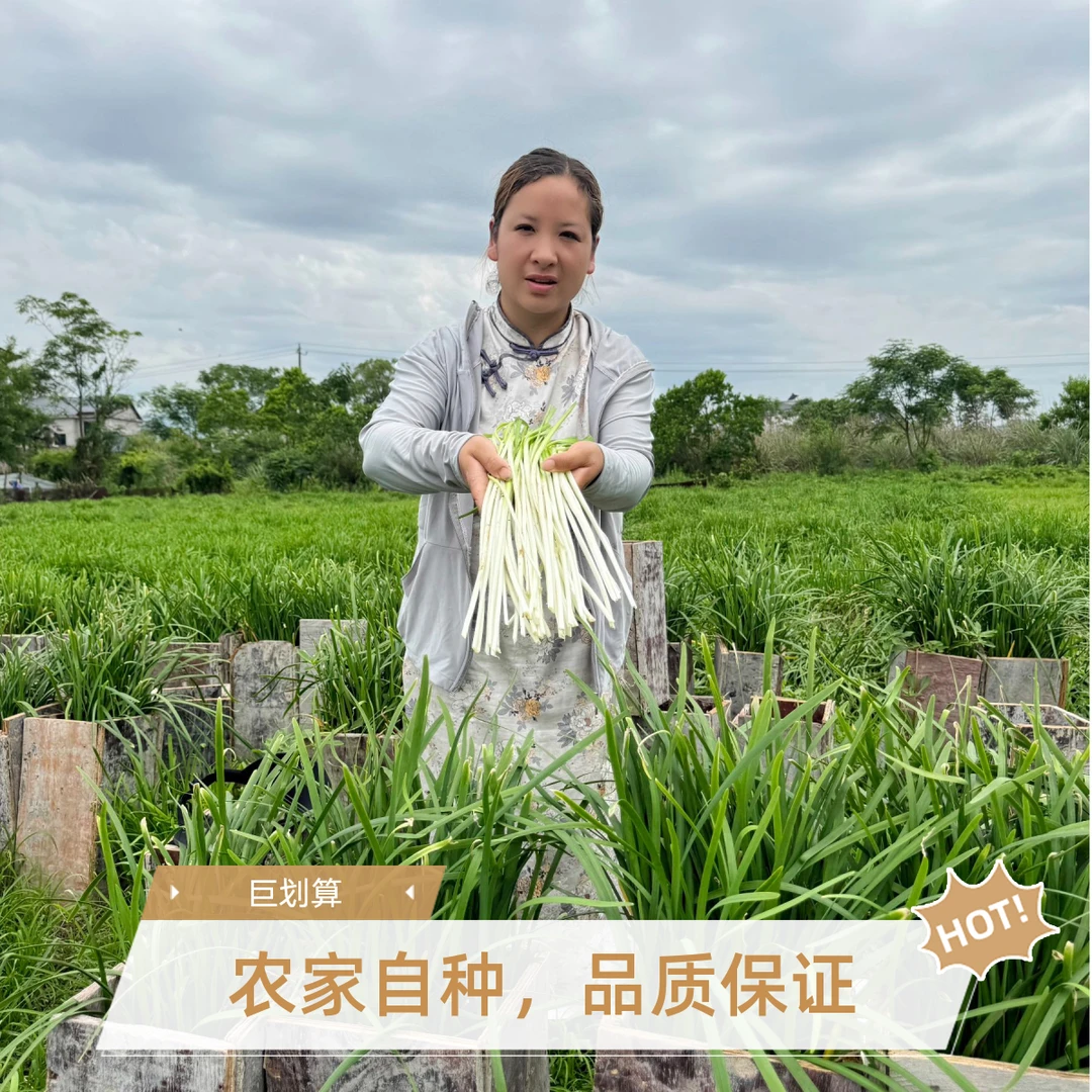 江西韭白盐帮菜新鲜时令蔬菜烧烤食材白杆绿叶农家自种带少量叶发