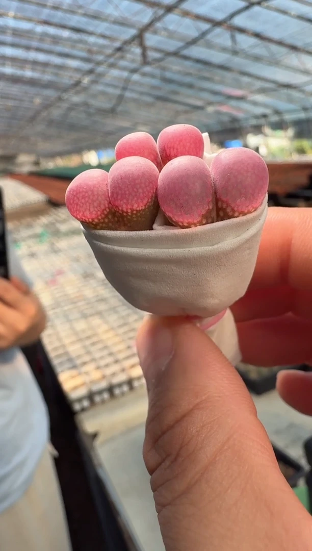 7-9多肉植物肉锥紫衣纱一颗