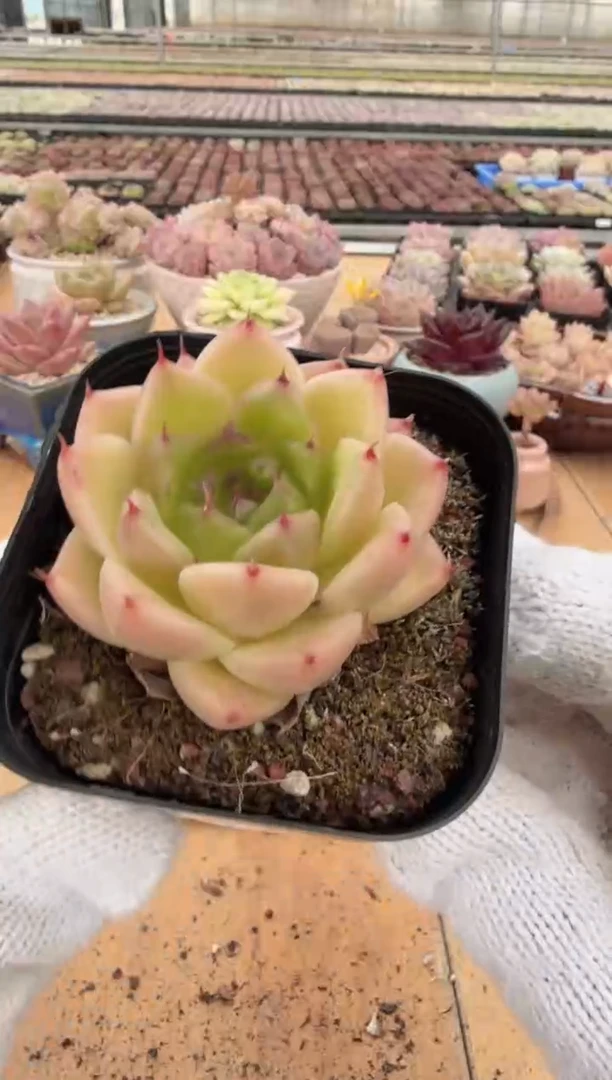 东云多肉园二店-190