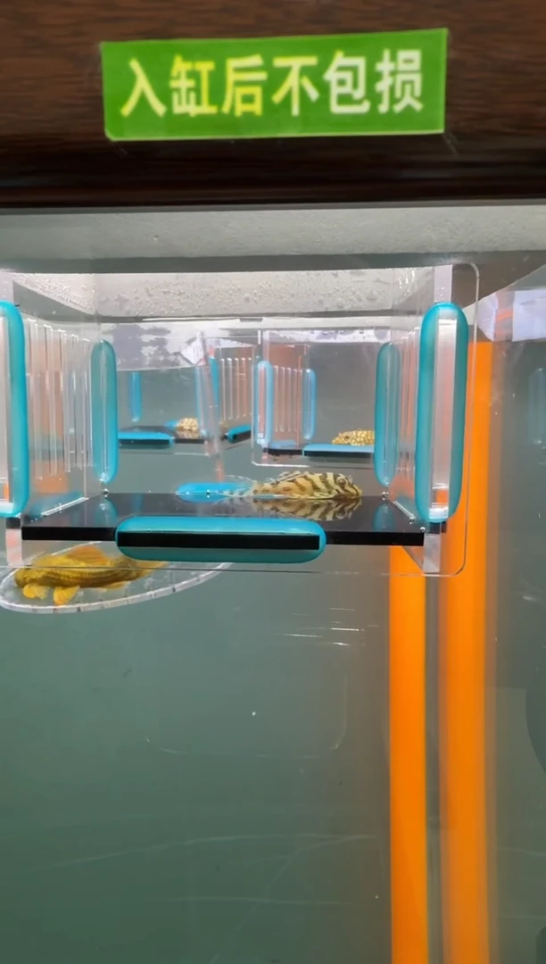 清道夫鱼013号236入缸不包损录制完整开箱视频3.8厘米