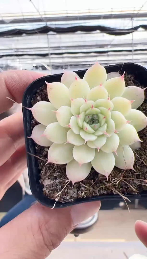 【闪购商品】敖丙多肉-11