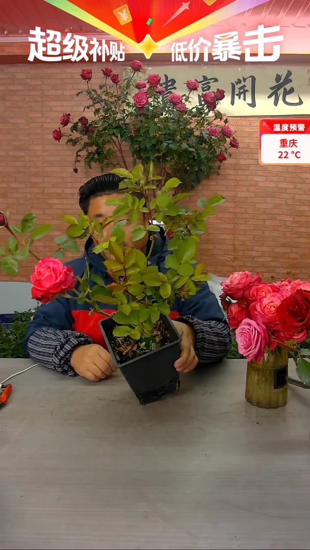 当前无花朵，栽培后可花朵电影明星