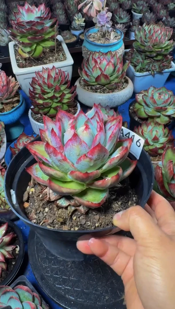 A416惊鸿仙子（裸根发货）（微瑕）