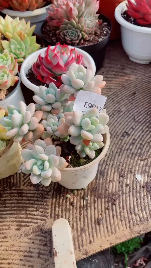 跃跃精品多肉21063