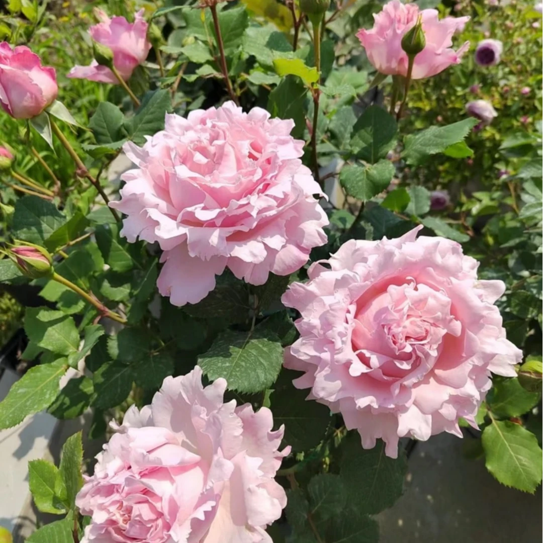 1加仑索菲罗莎成都露天月季 独杆扦插原盆原土带花苞发货