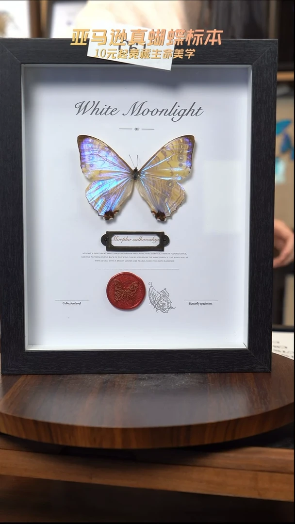 蝴蝶标本摆件竞拍c61