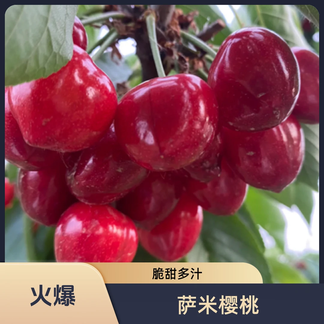 【大连萨米樱桃】萨米脱脆甜多汁顺丰空运包邮