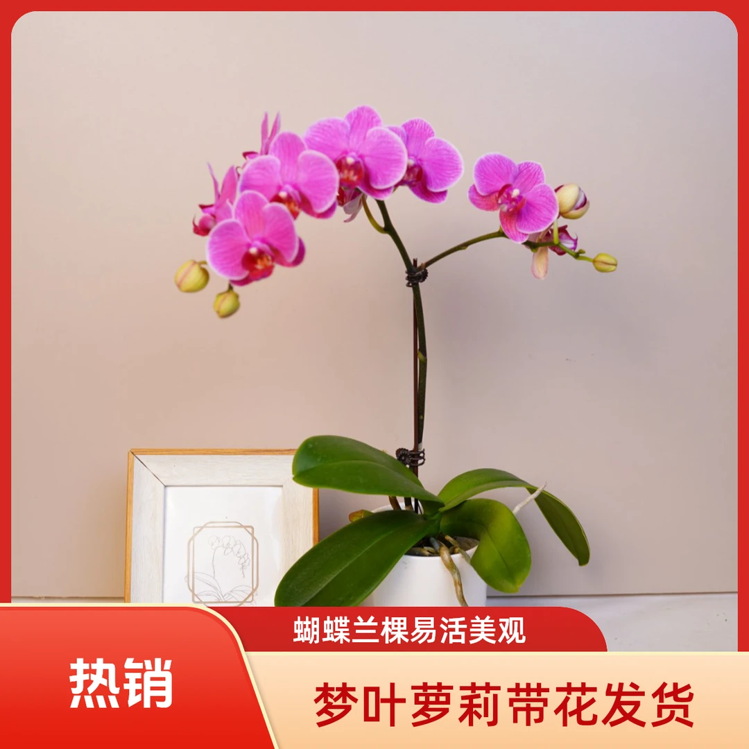 《明兰基地》蝴蝶兰（梦叶萝莉）全花开花珠发货
