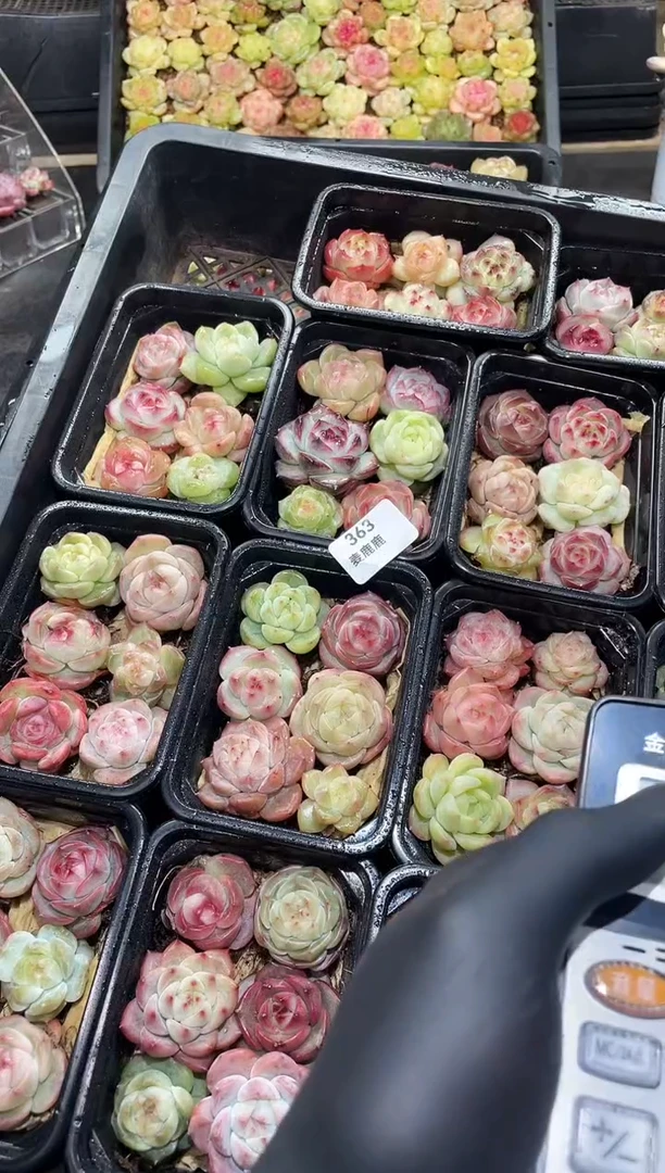 363霸道珍品    尺寸3CM       量拍随机发一盒