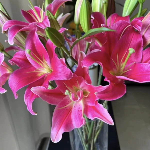 鲜花【西诺红 百合】同地址两单以上顺丰/德邦+送10包保鲜剂