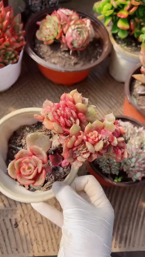 【闪购商品】02455