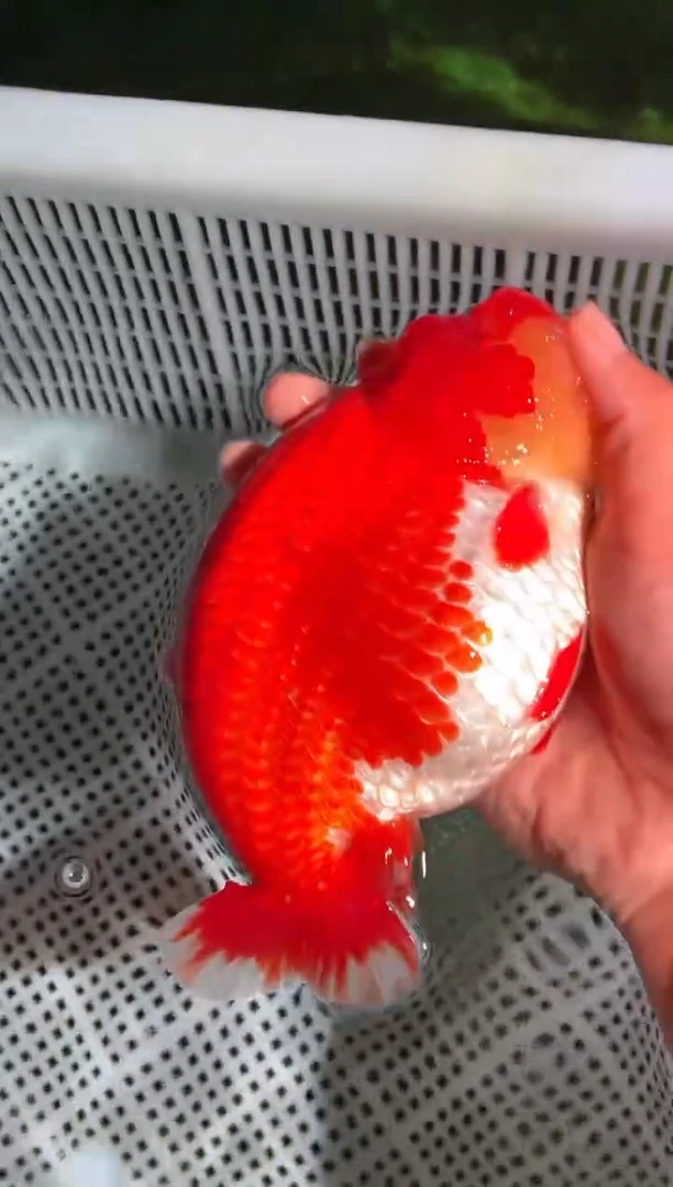 金鱼（运费到付，马印灯下展示）福州追鱼兰寿金鱼