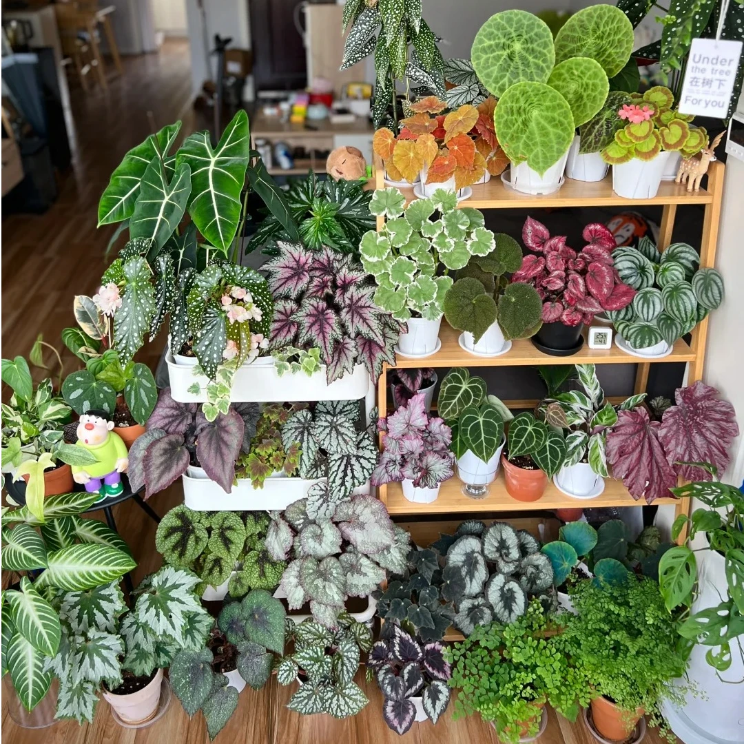 【秋海棠合集】福寿烟火彩蜗牛白冰摩天轮沙姆玫瑰好养易活绿植物