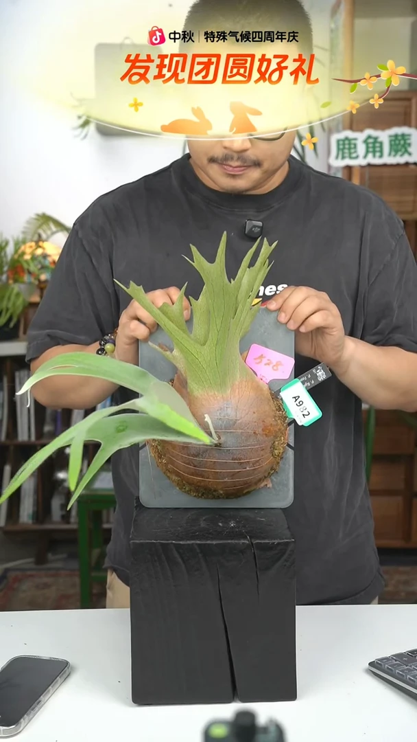 不开花植物A982-雷电 fsq混播