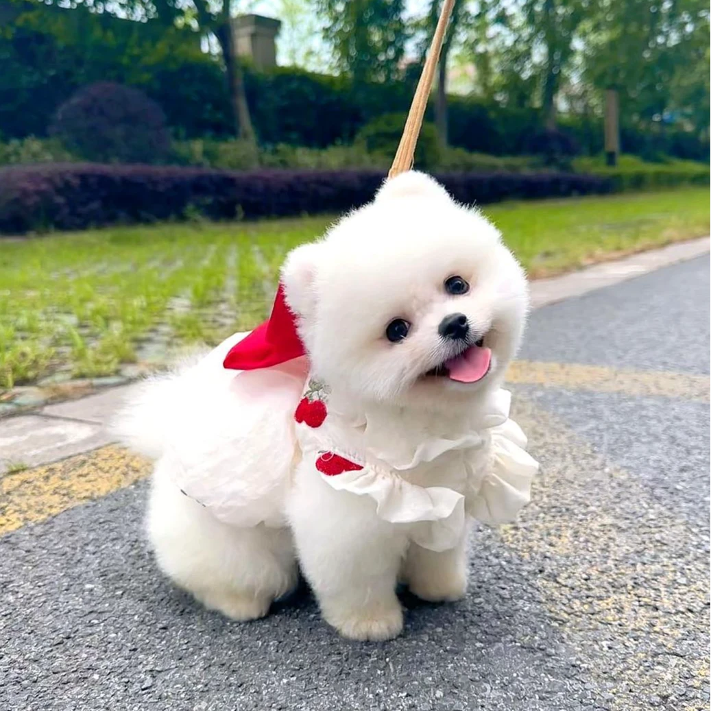 （不包邮）纯种茶杯博美比熊泰迪可爱家养小型宠物