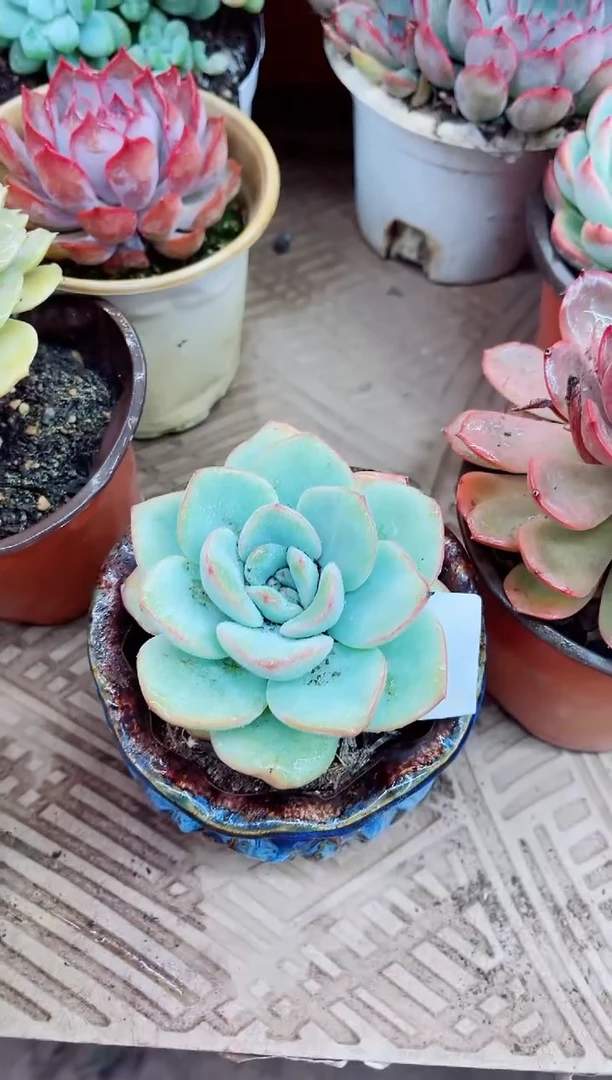 ?***忆13005多肉植物一物一拍