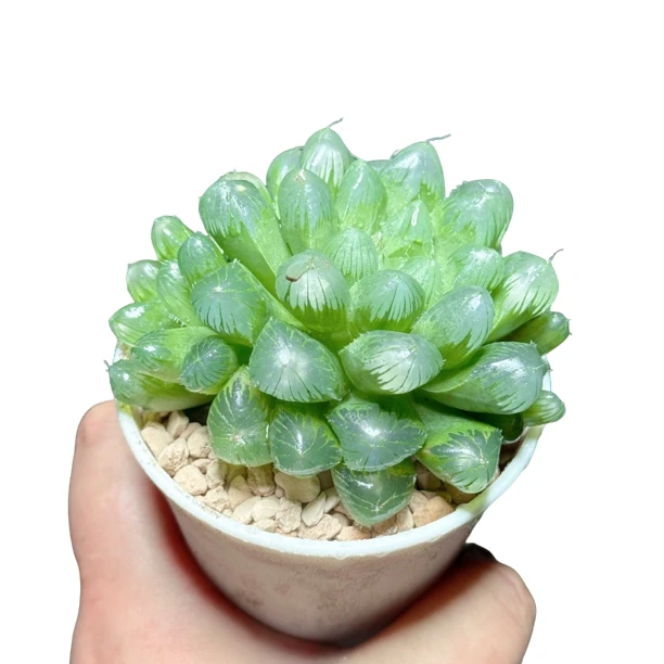 【灯芯玉露】十二卷新手好养多肉植物根系带土原盆栽培种植拍下发