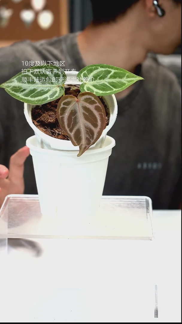 完全开放06-闪烁1.0 01