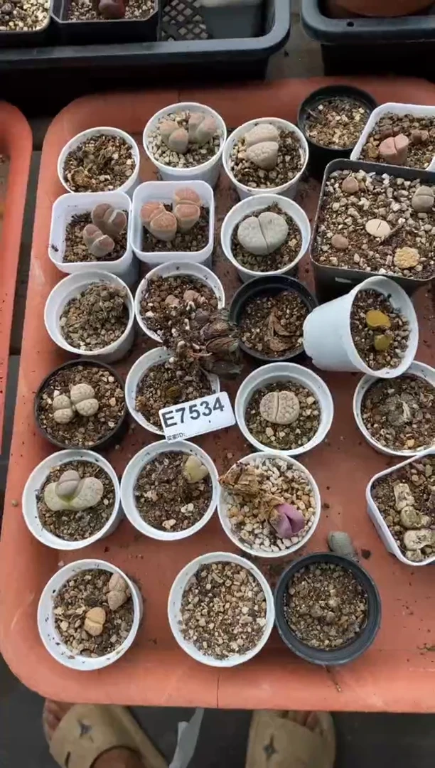 7534直播间一物一拍练手套不售后