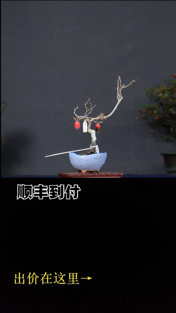 无花朵老鸦柿 不包邮