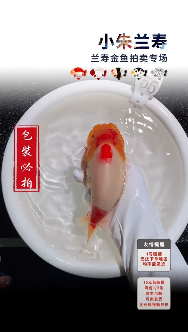 金鱼包装必拍未拍顺丰到付55号