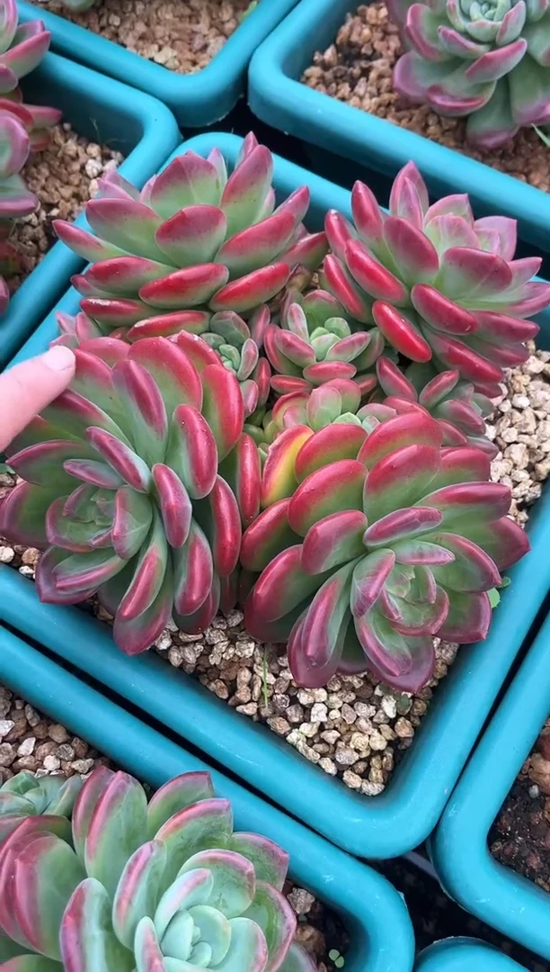 拉萨
