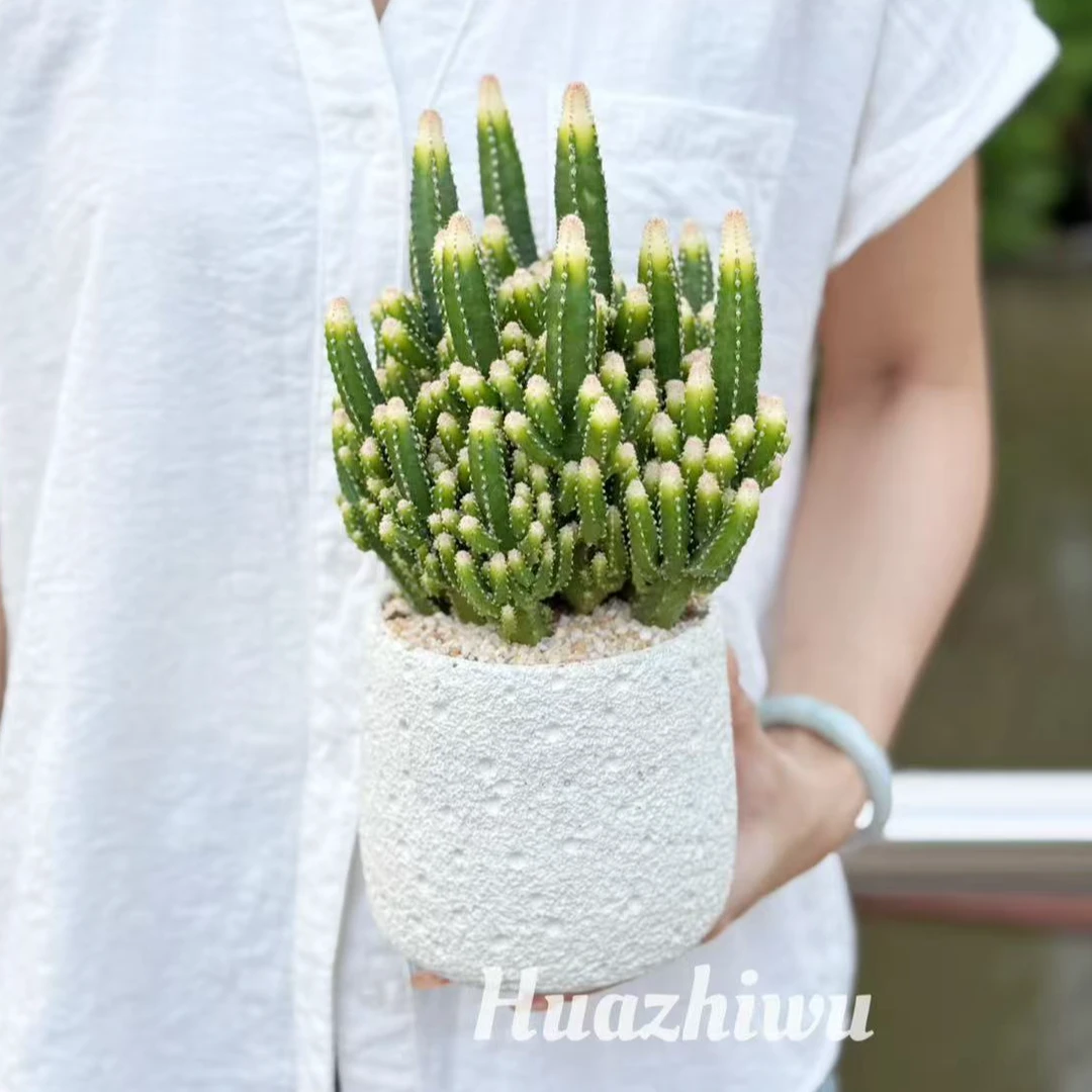 万重山仙人掌盆栽室内好养防辐射办公室桌面创意花卉