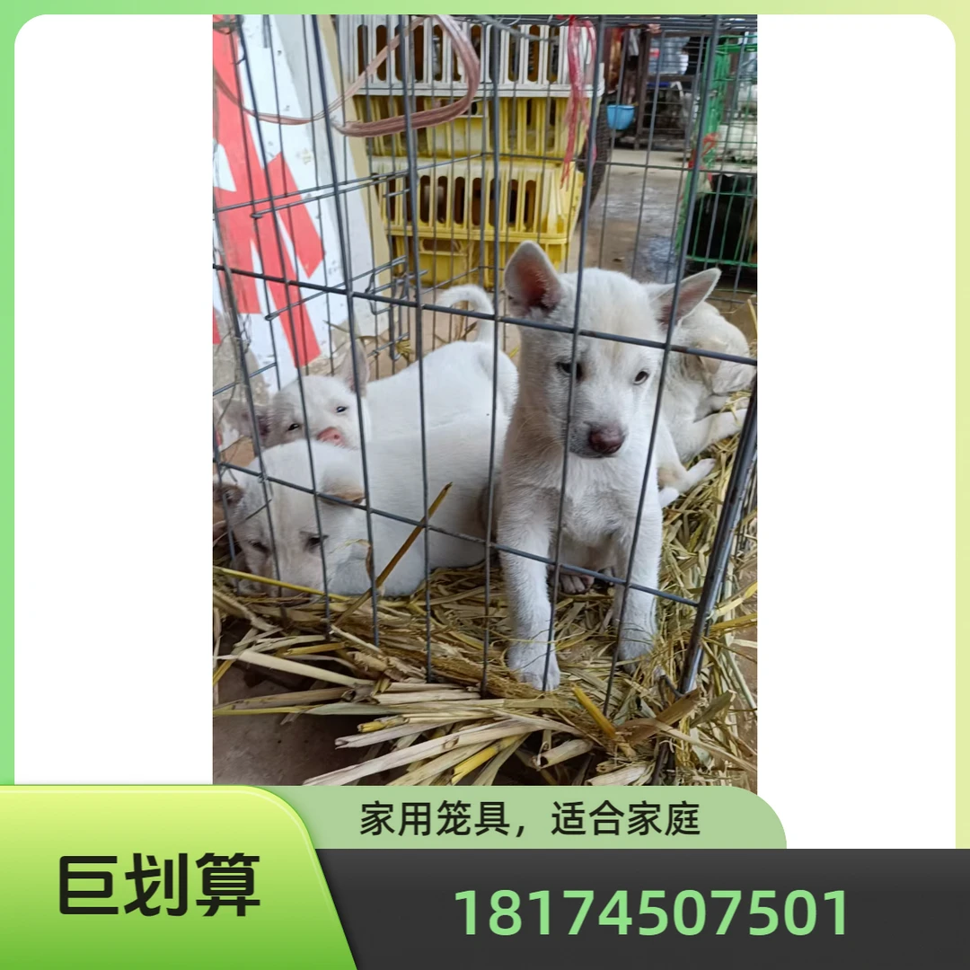 各种土猎下司犬 犬笼A1