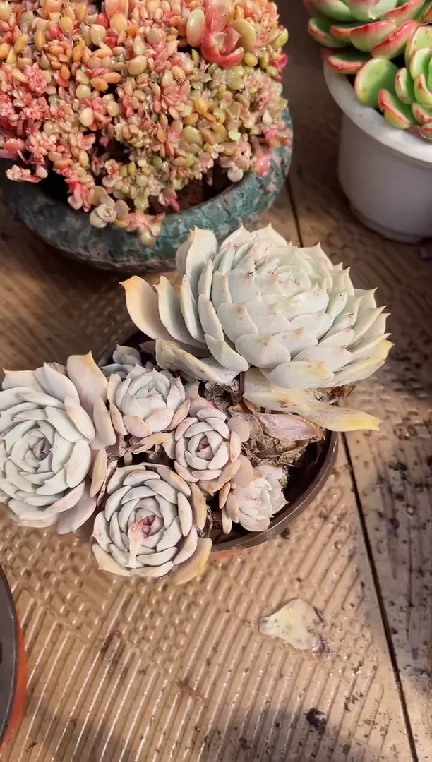 【闪购商品】02578