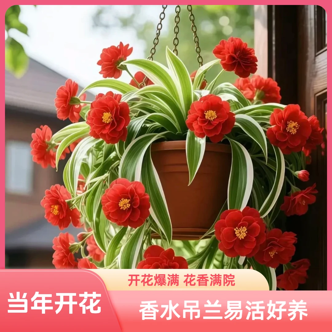 d香水吊兰四季开花金边花型新手好养耐寒耐 热花卉绿植盆栽花苗