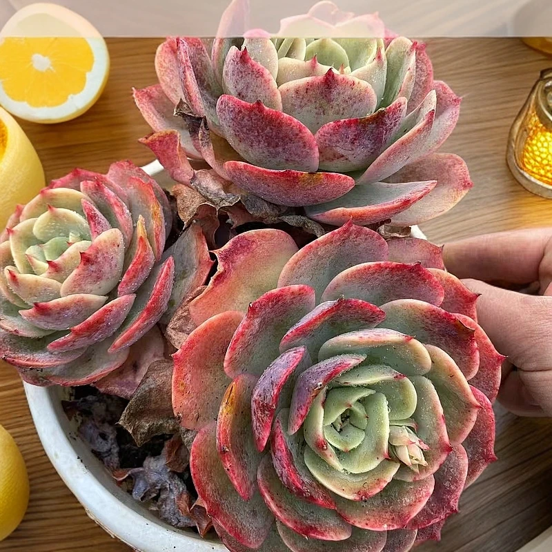 5年老桩白雪公主  熊猫多肉 脱土发   （满19.9包邮）